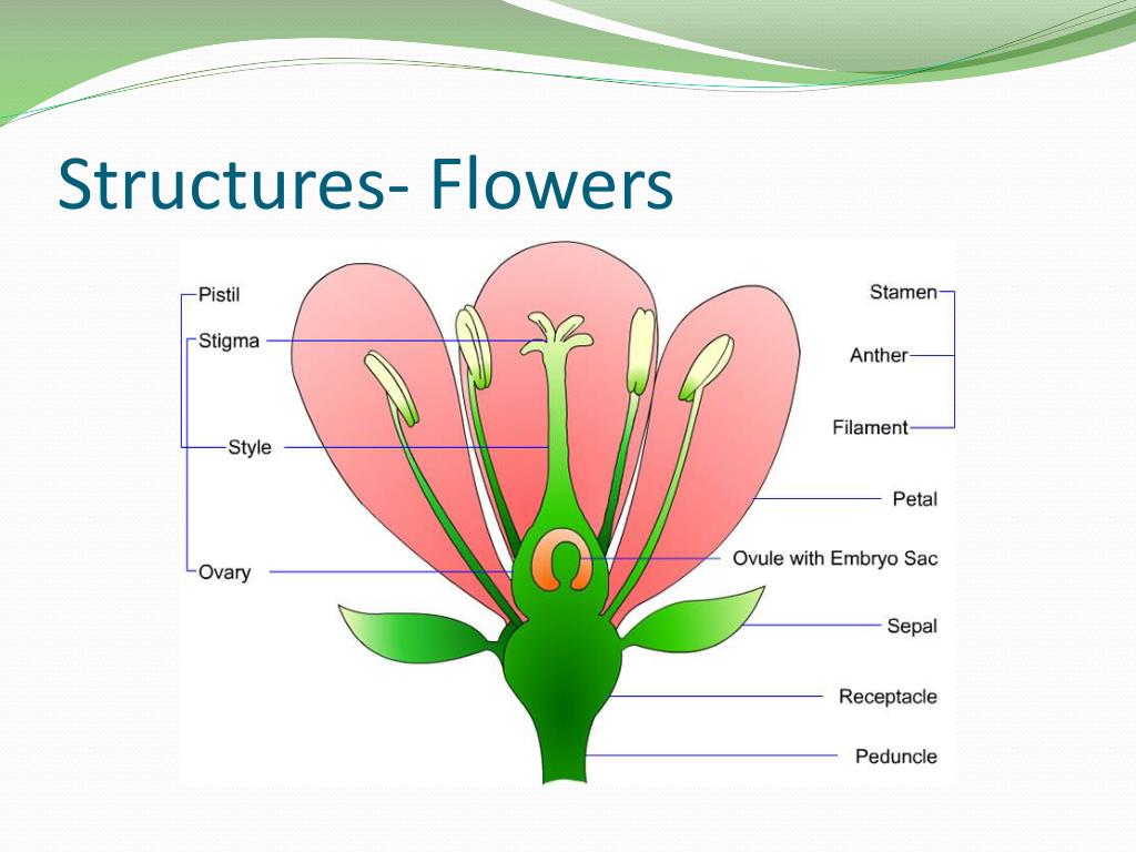 PPT Plants as Living Organisms PowerPoint Presentation, free download
