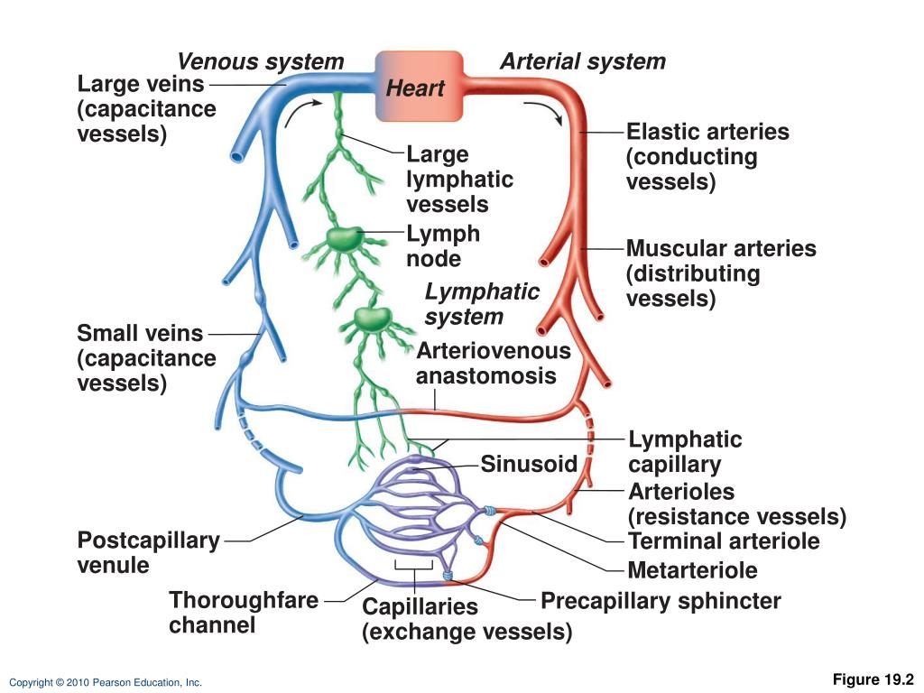 PPT Figure 19.2 PowerPoint Presentation, free download ID2259062