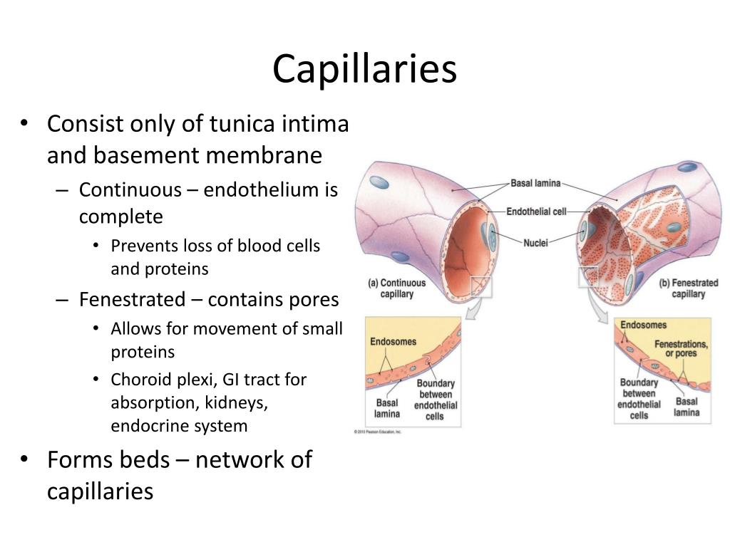 PPT Chapter 19 Blood Vessels and Circulation PowerPoint Presentation ID2259745