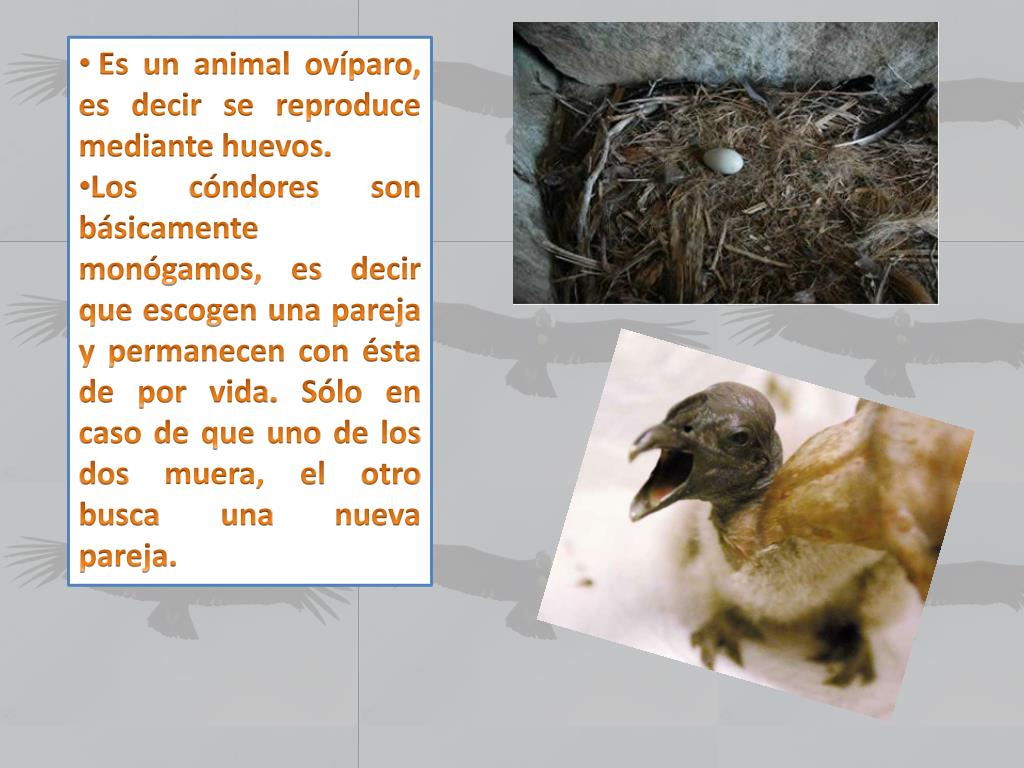 PPT KUNTUR PowerPoint Presentation, free download ID2260956