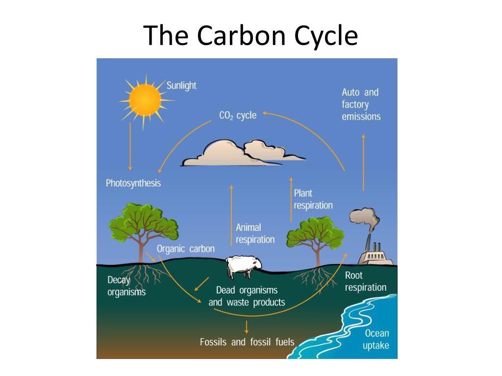 PPT BIOGEOCHEMICAL CYCLES PowerPoint Presentation, free download ID