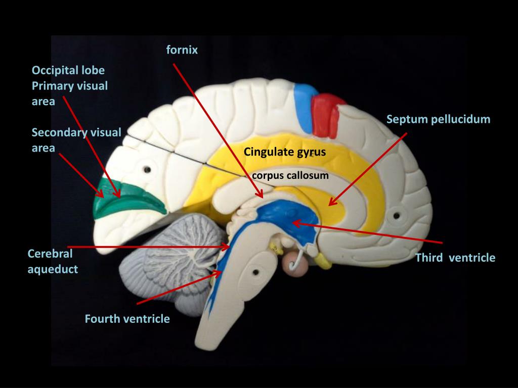 PPT lateral sulcus PowerPoint Presentation, free download ID2263882