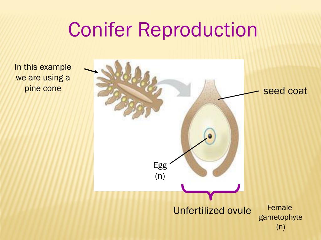 PPT Conifers PowerPoint Presentation, free download ID2264227