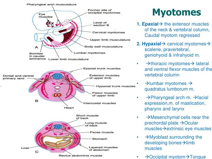 PPT Embryology Development of Dermatomusculoskeletal