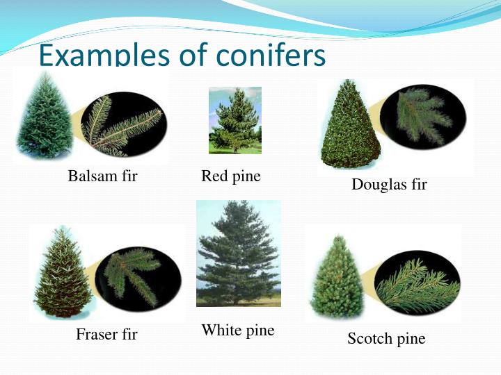 Examples of conifers
