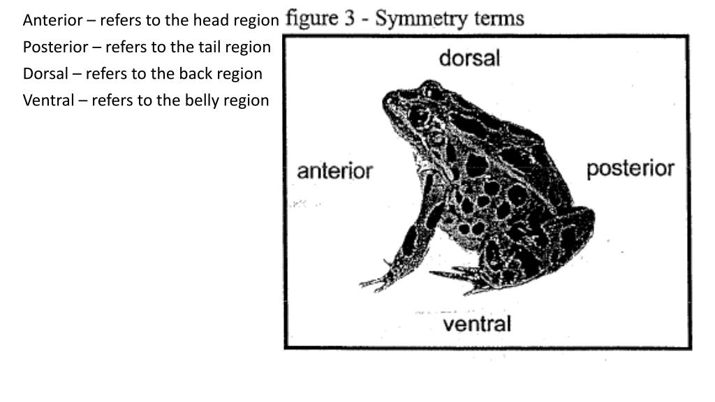 PPT Frog Anatomy PowerPoint Presentation, free download ID2267120