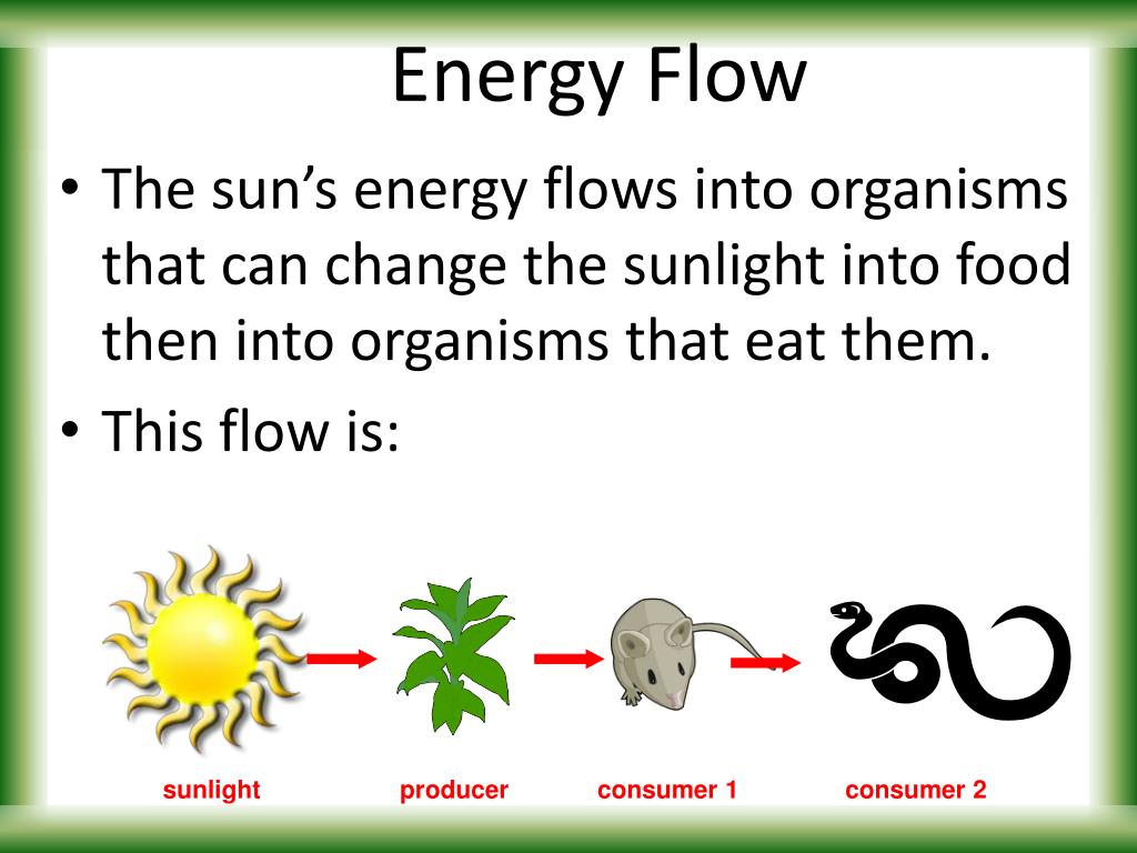 PPT FOOD CHAINS & WEBS PowerPoint Presentation, free download ID