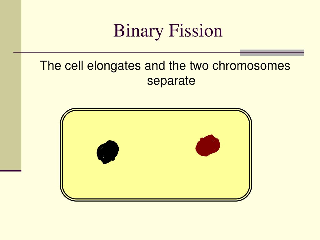 PPT Monera PowerPoint Presentation, free download ID2267286