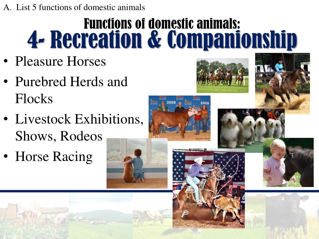 PPT Introduction to ANIMAL SCIENCE PowerPoint Presentation, free