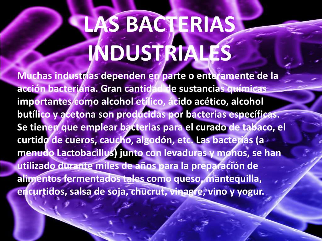 PPT BACTERIAS INDUSTRIALES PowerPoint Presentation, free download