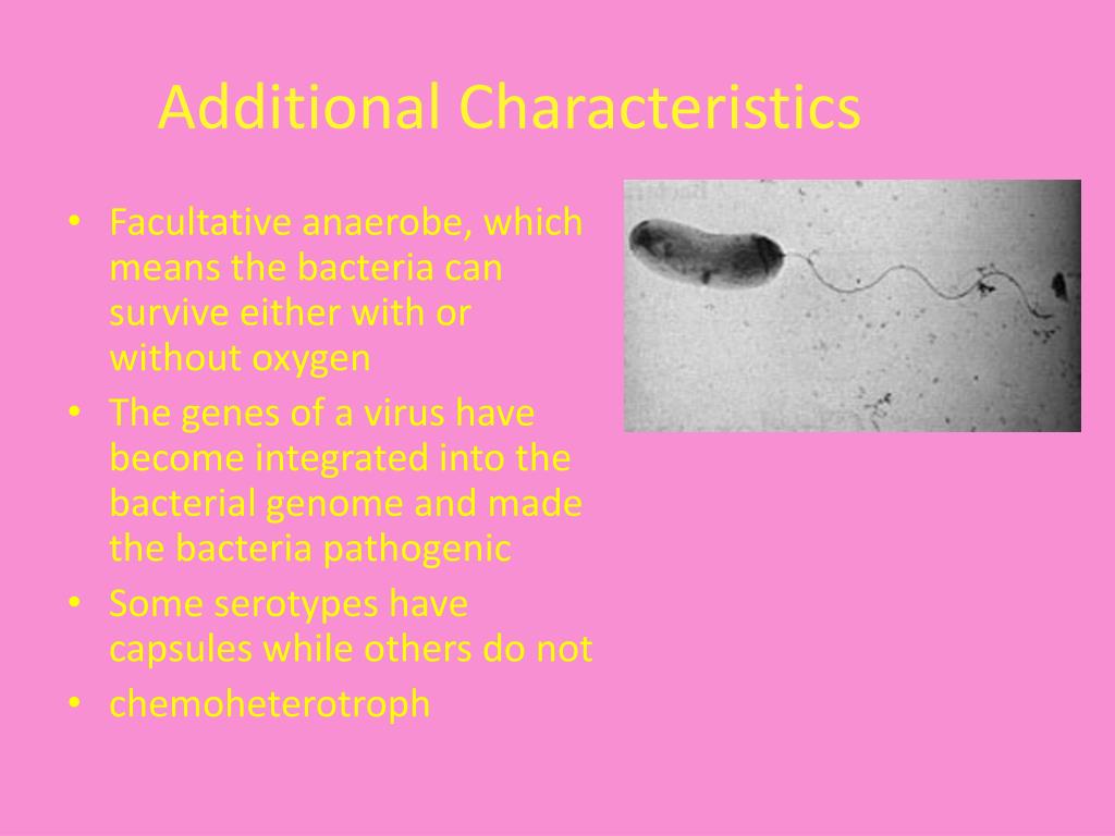 PPT Vibrio Cholerae PowerPoint Presentation, free