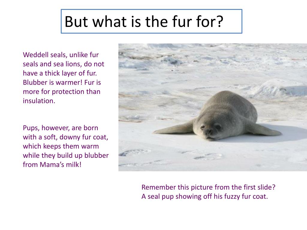 PPT The Weddell Seal PowerPoint Presentation, free download ID2269633