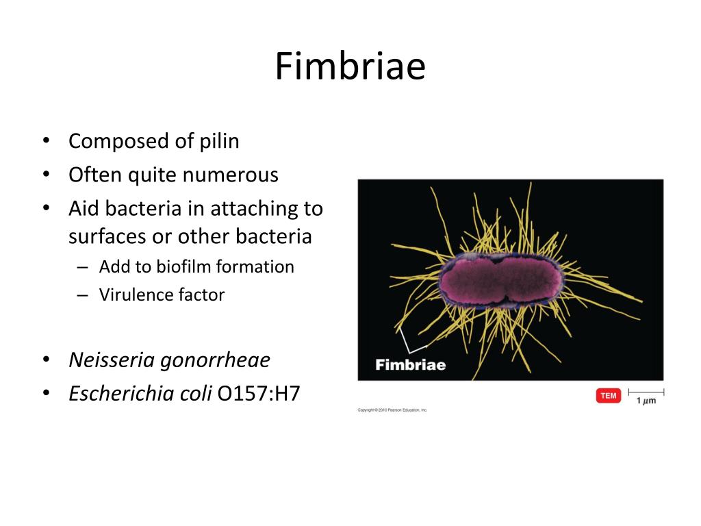 PPT Functional Anatomy of Prokaryotic and Eukaryotic Cells PowerPoint