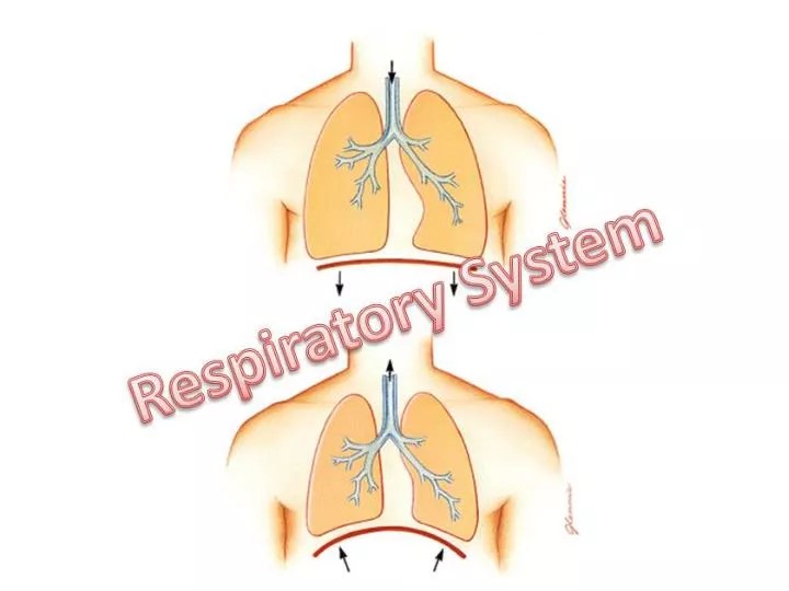 PPT Functions Provides oxygen to the bloodstream and removes carbon