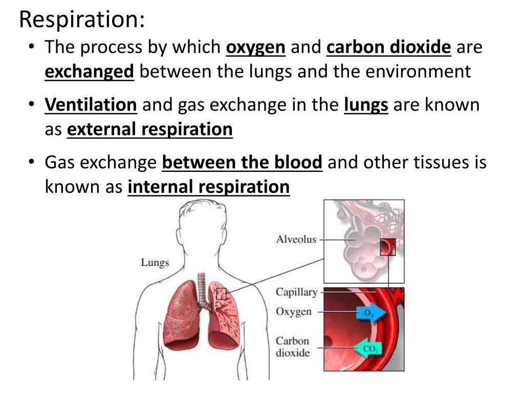 PPT Functions Provides oxygen to the bloodstream and removes carbon