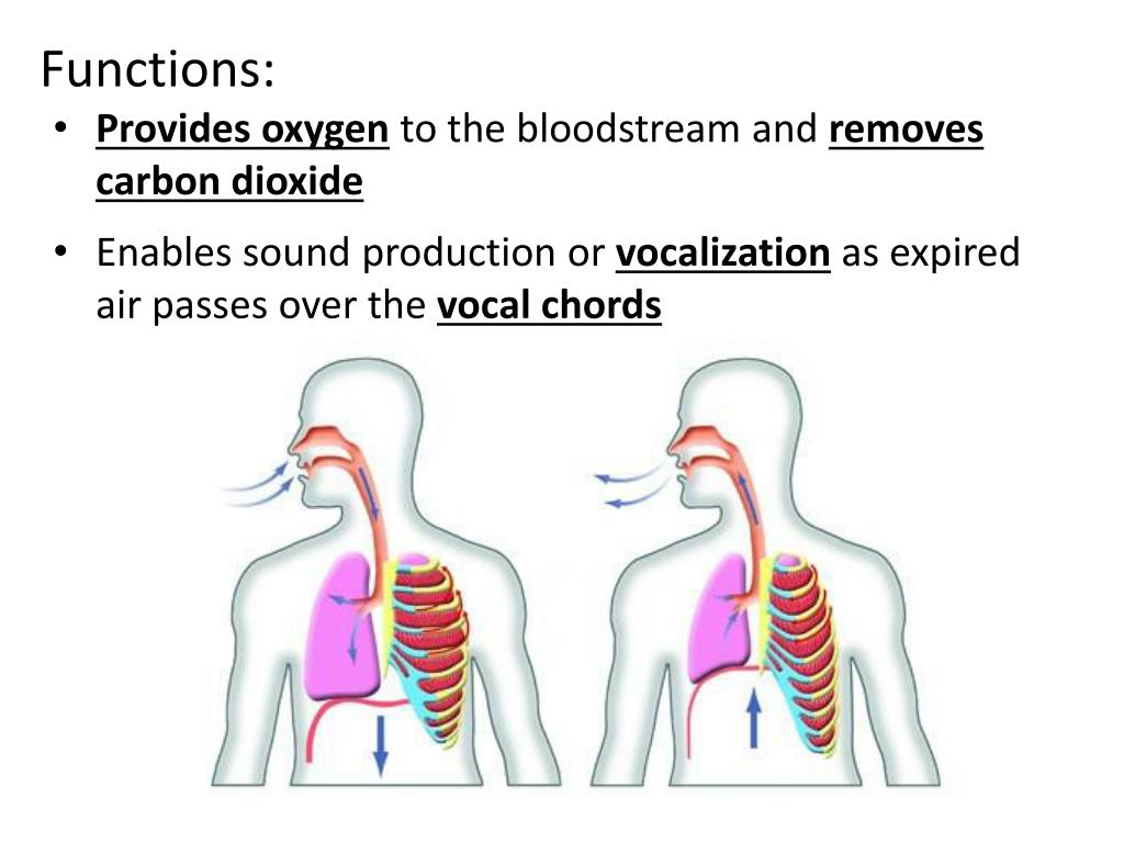 PPT Functions Provides oxygen to the bloodstream and removes carbon