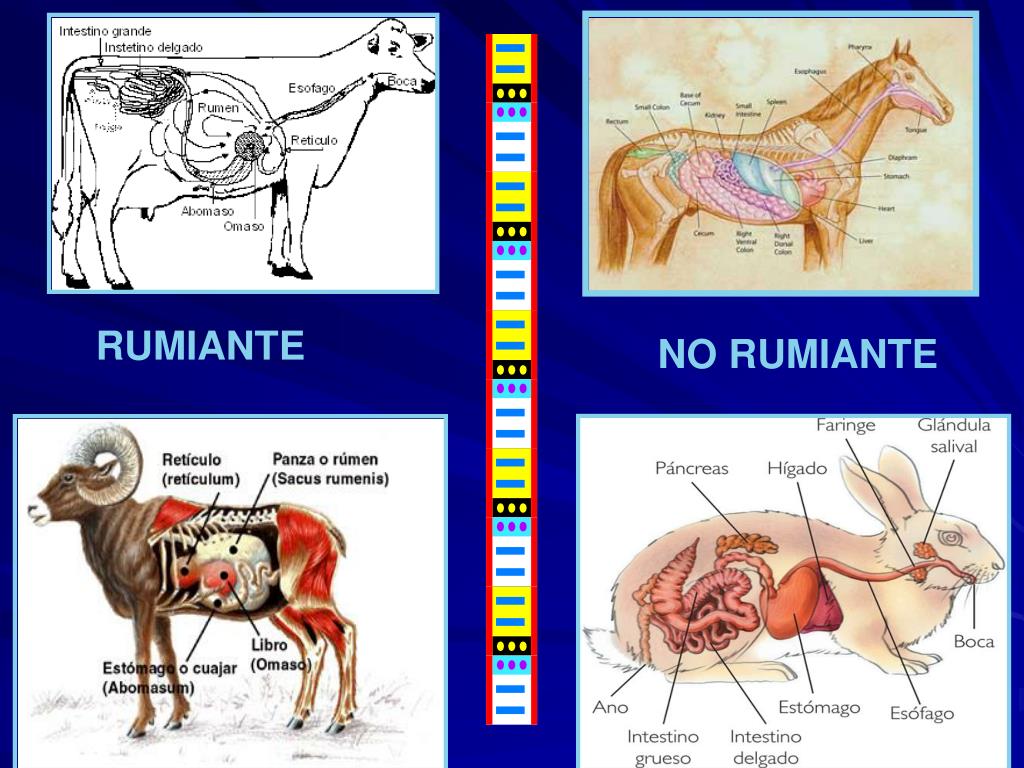 PPT LOS RUMIANTES PowerPoint Presentation, free download ID2270653