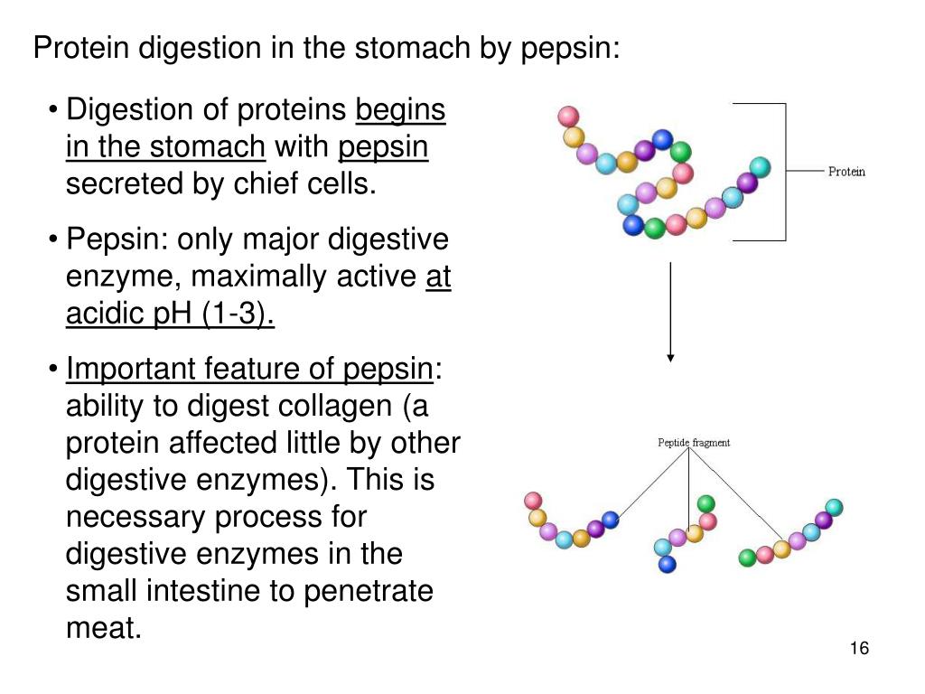 PPT Gastrointestinal Physiology PowerPoint Presentation, free