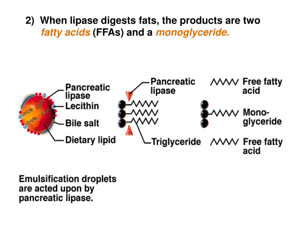 PPT Gastrointestinal Physiology PowerPoint Presentation, free