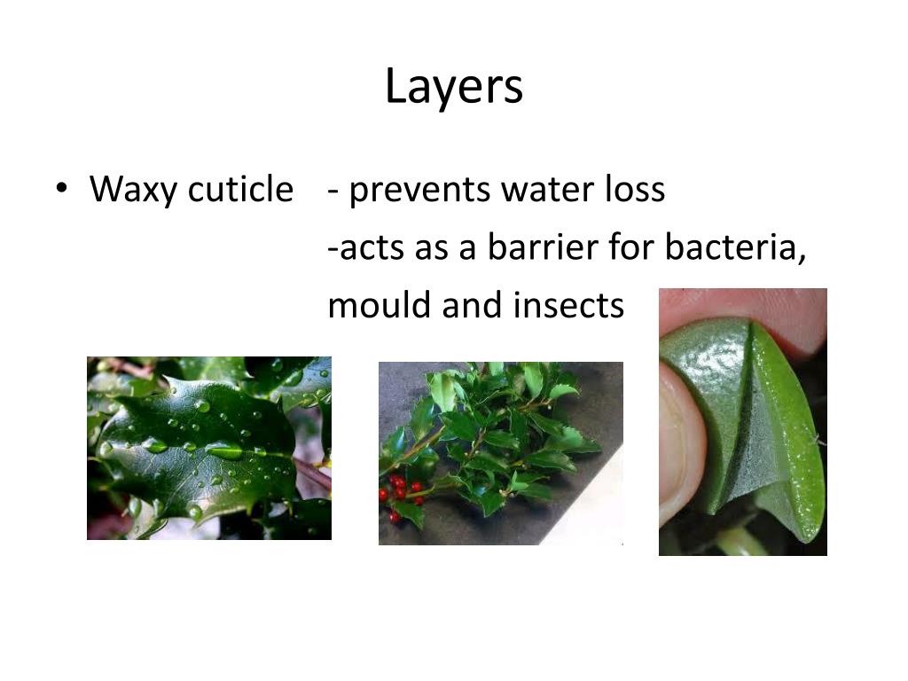 PPT 12.2 Leaves PowerPoint Presentation, free download ID2273253