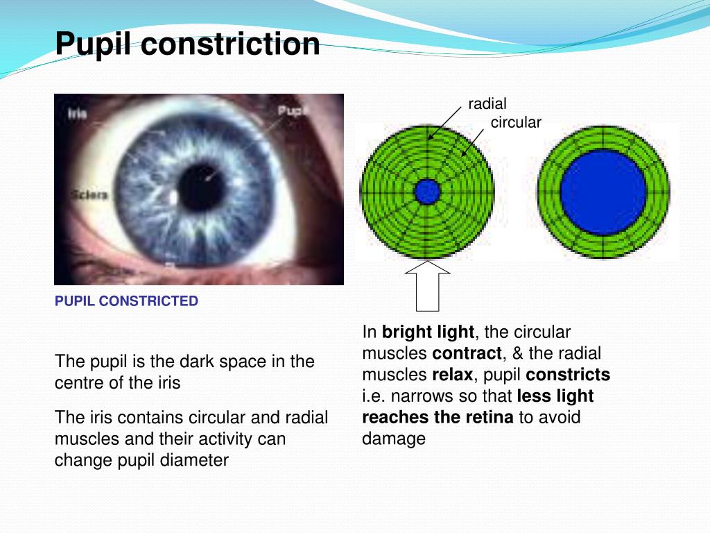 PPT The Eye Structure & Function PowerPoint Presentation, free