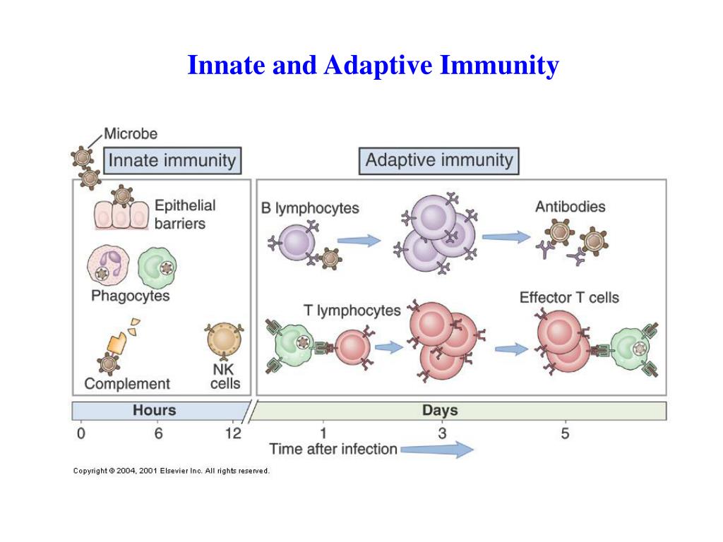 PPT Innate and Adaptive Immunity PowerPoint Presentation, free download ID2274059