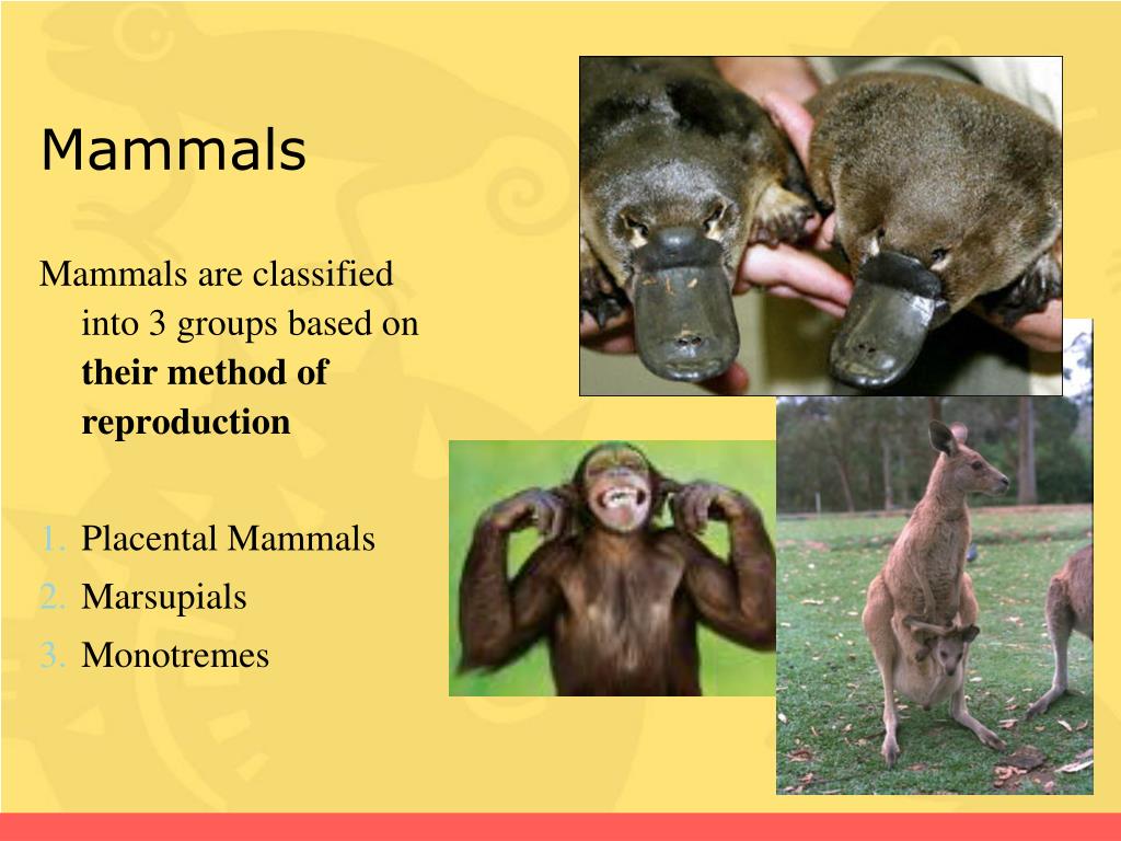 PPT Phylum Chordata PowerPoint Presentation, free download ID2276310