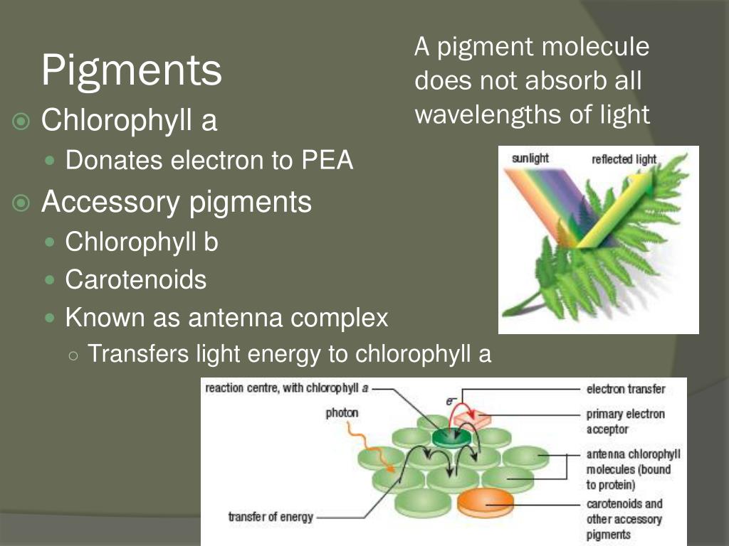 PPT Photosynthesis PowerPoint Presentation, free download ID2276539