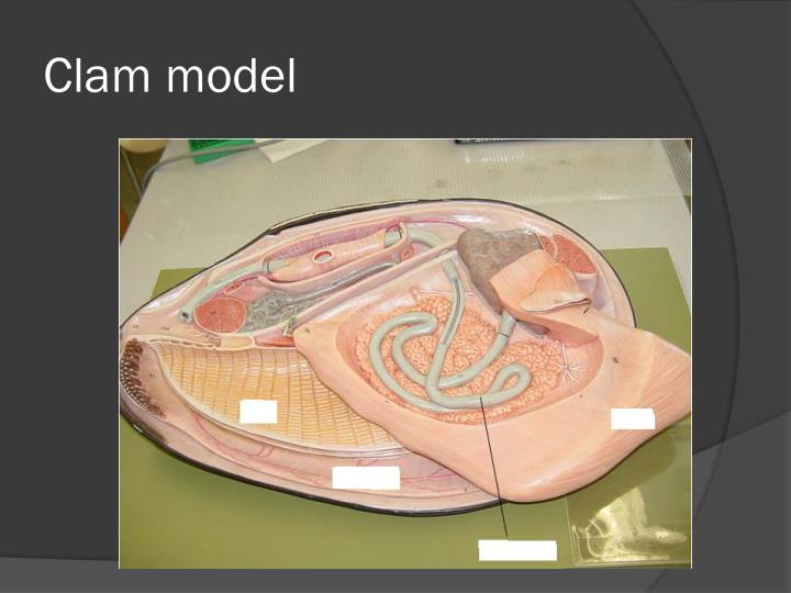 PPT Annelids, Molluscs PowerPoint Presentation ID2277286