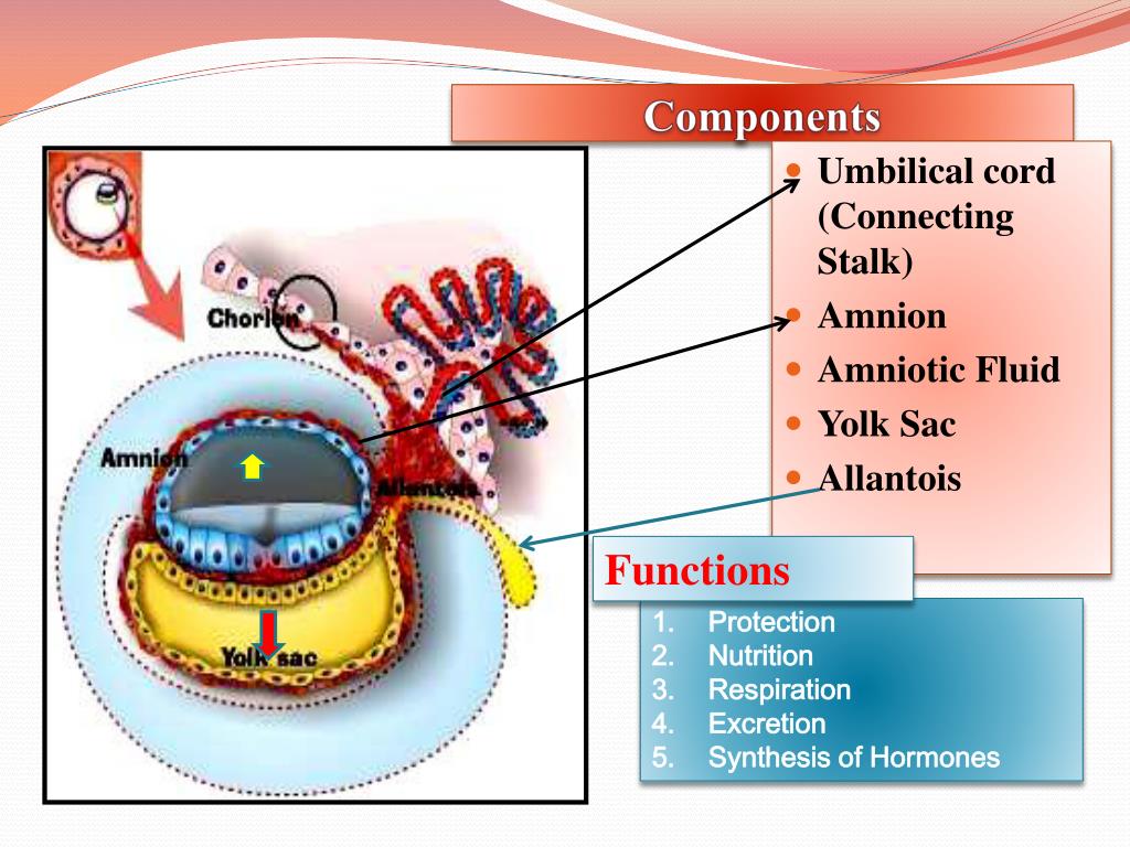PPT Fetal Membranes PowerPoint Presentation, free download ID2278096