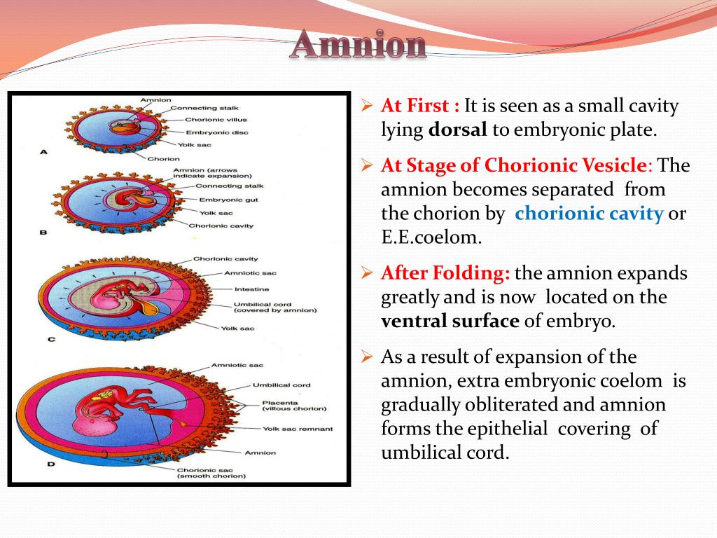 PPT Fetal Membranes PowerPoint Presentation, free download ID2278156
