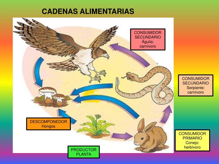 PPT ECOSISTEMAS PowerPoint Presentation ID2279244