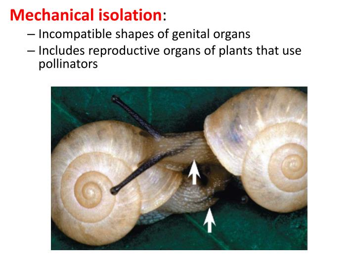 PPT Biology 212 Chapter 24 PowerPoint Presentation ID2279717