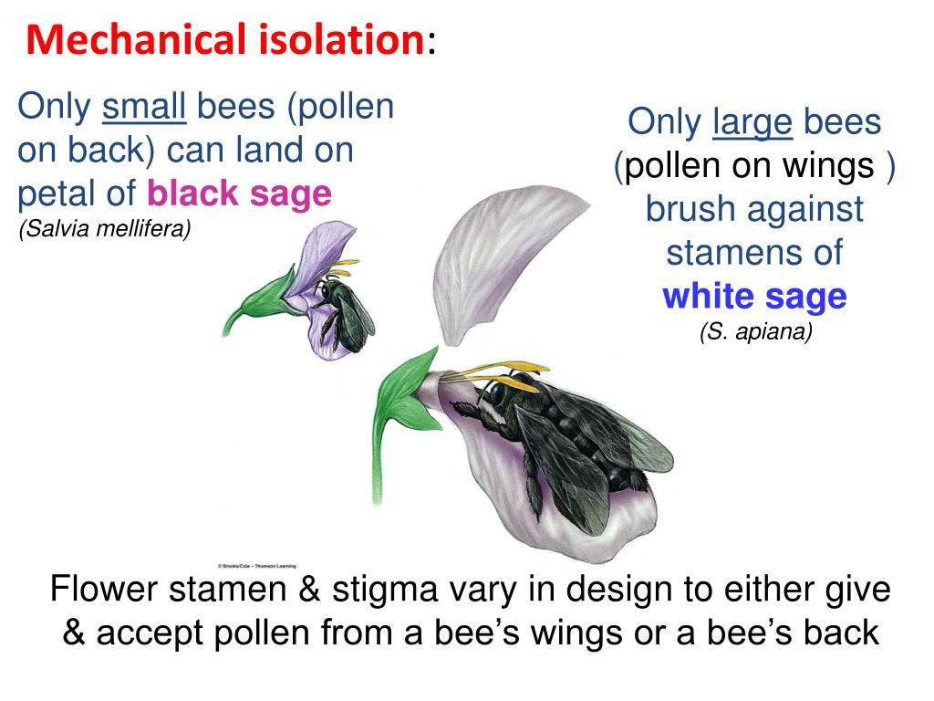 PPT Biology 212 Chapter 24 PowerPoint Presentation, free download