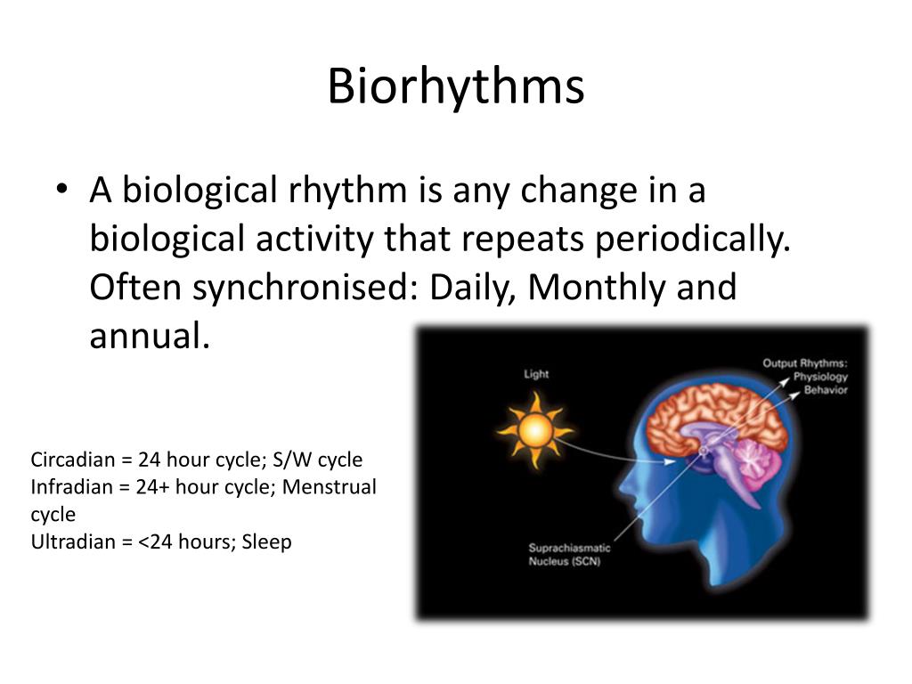 PPT Biological Rhythms Circadian rhythms PowerPoint Presentation