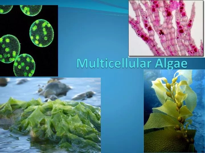 PPT Multicellular Algae PowerPoint Presentation, free download ID