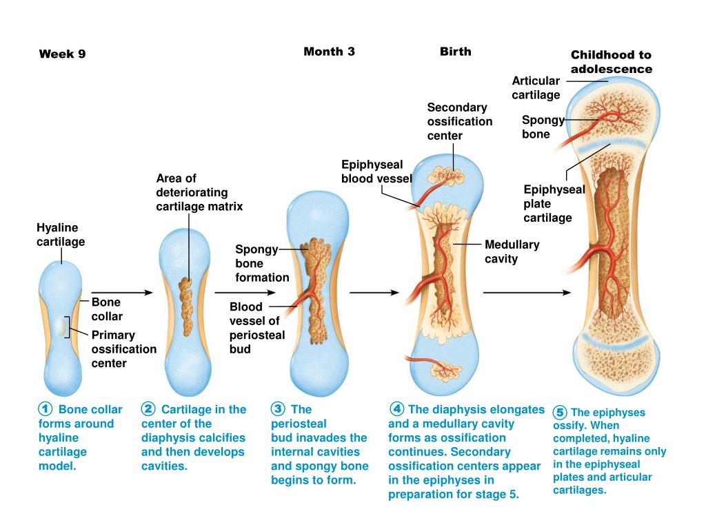 PPT Proximal epiphysis PowerPoint Presentation, free download ID