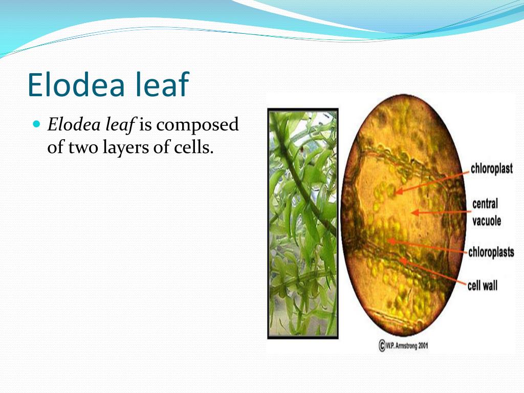 PPT The Microscope and PowerPoint Presentation, free download ID2282757