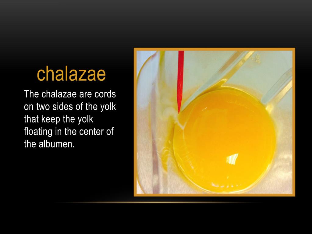 PPT Parts of an Egg PowerPoint Presentation, free download ID2282870