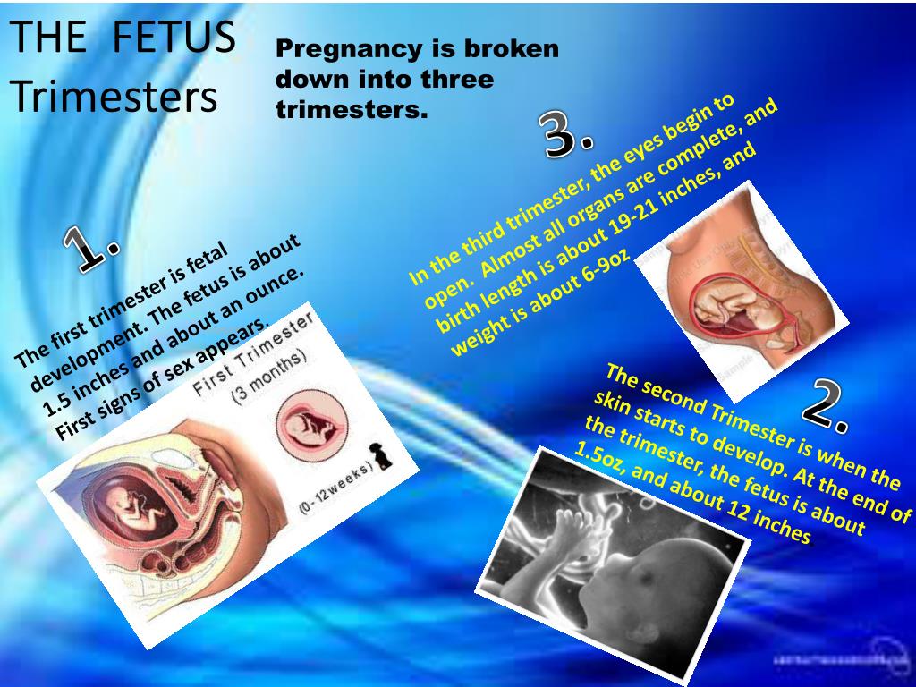 PPT PREGNANCY PROJECT PowerPoint Presentation, free download ID2283889