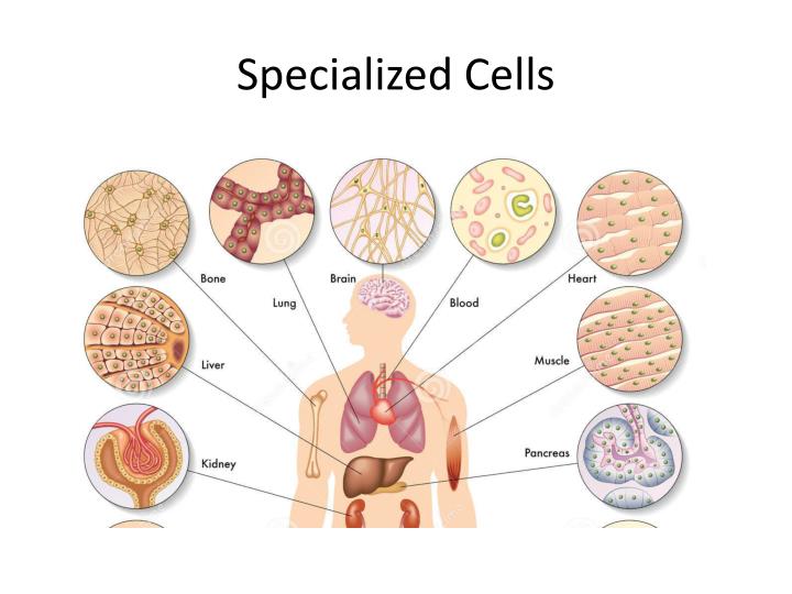 PPT ALL organisms are composed of cells which carry on the many
