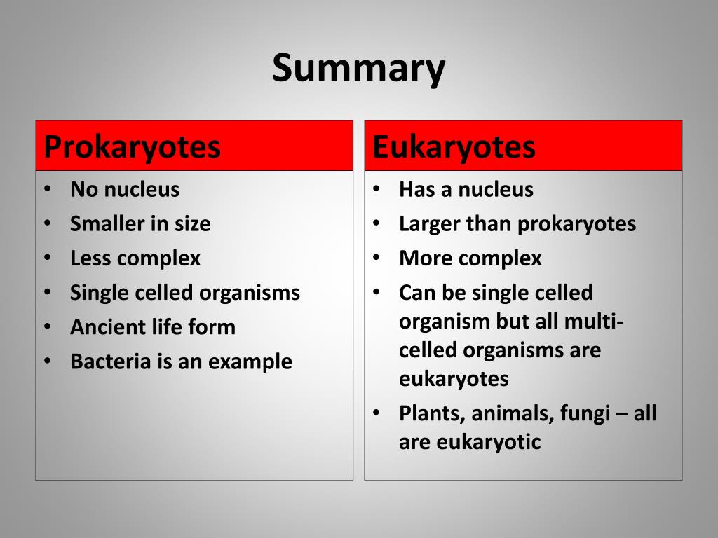 PPT Prokaryotic and Eukaryotic Cells PowerPoint Presentation, free