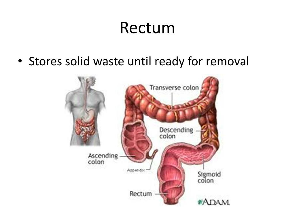 PPT Human Digestion Anatomy PowerPoint Presentation, free download ID2286258