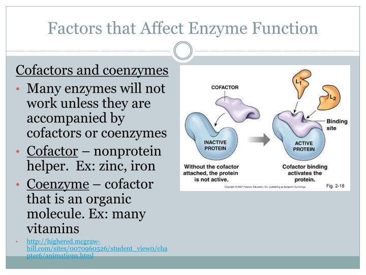 PPT Chapter 5 Enzymes PowerPoint Presentation ID2288930