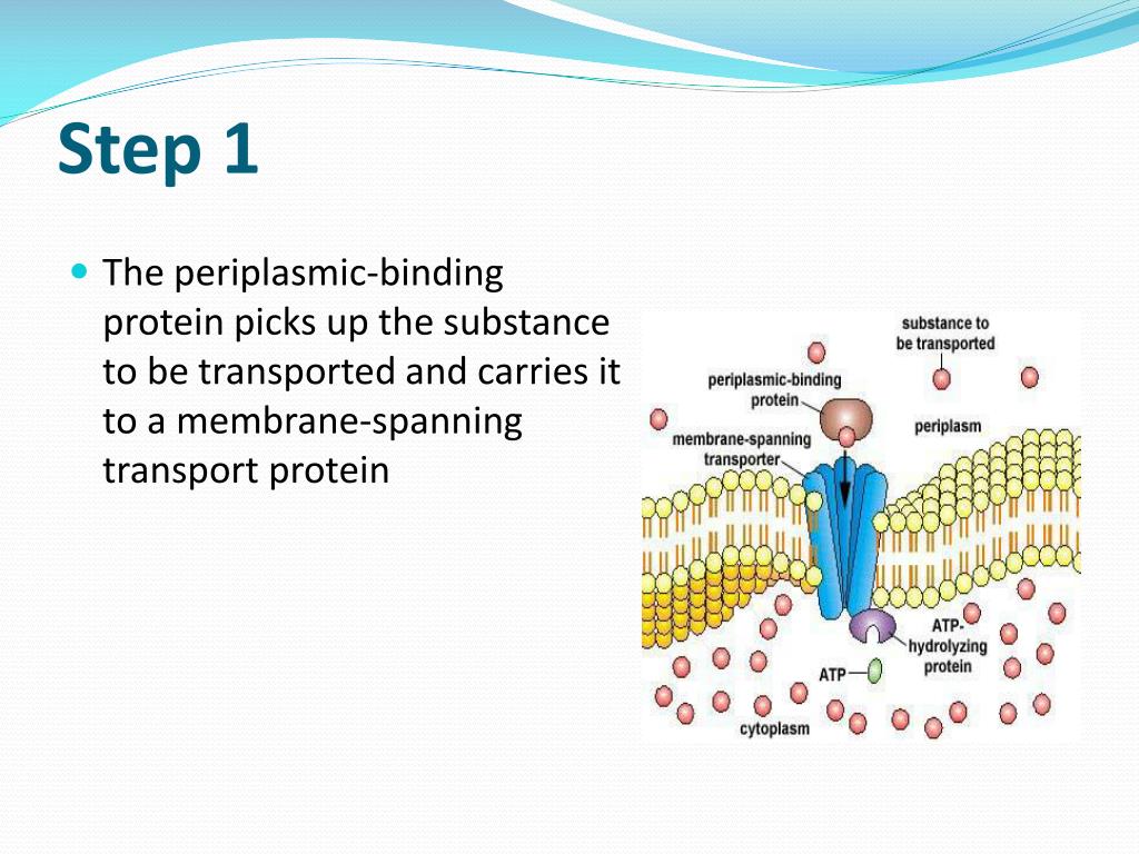 PPT Solute transport through cell membrane PowerPoint Presentation
