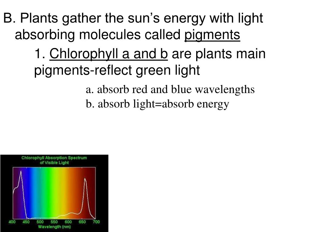 Plants Gather Energy With Light Absorbing Molecules Called