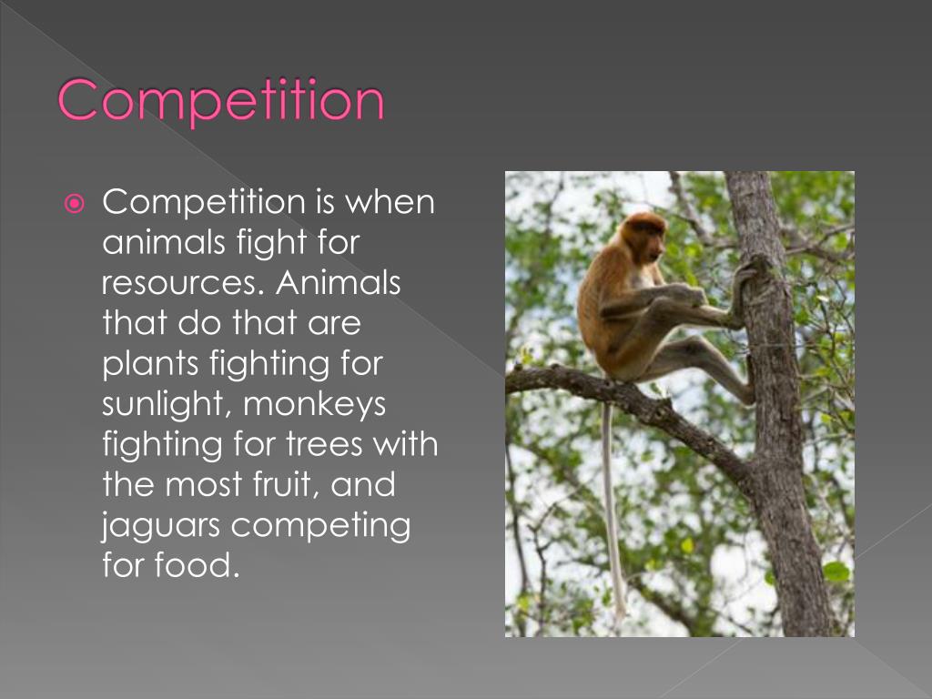 PPT Animal Relationships PowerPoint Presentation, free download ID