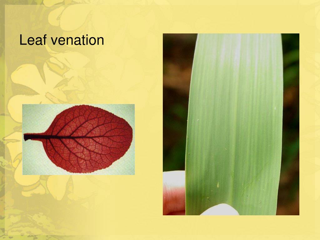 PPT Plant structure and growth PowerPoint Presentation, free download