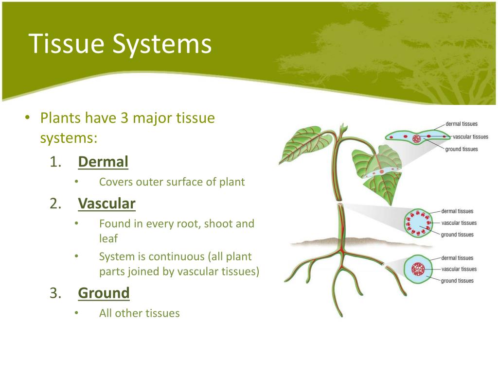 PPT Plant Systems Part II PowerPoint Presentation, free download ID