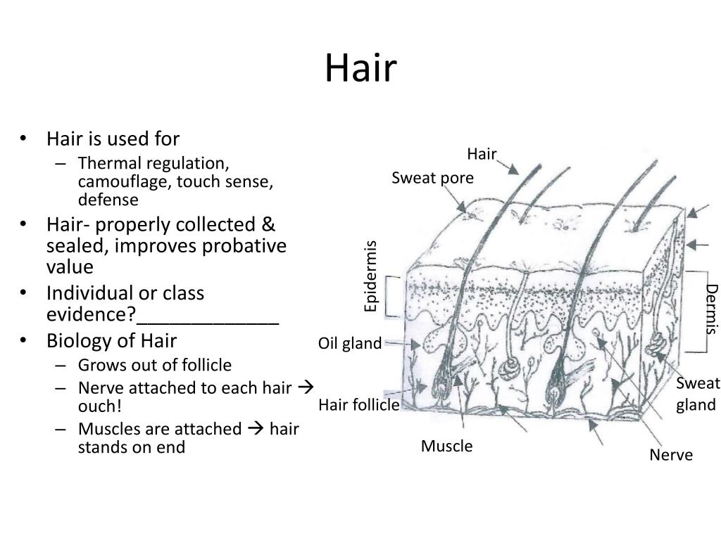 PPT Physical Evidence Hair, Fiber, Documents, & Geology PowerPoint